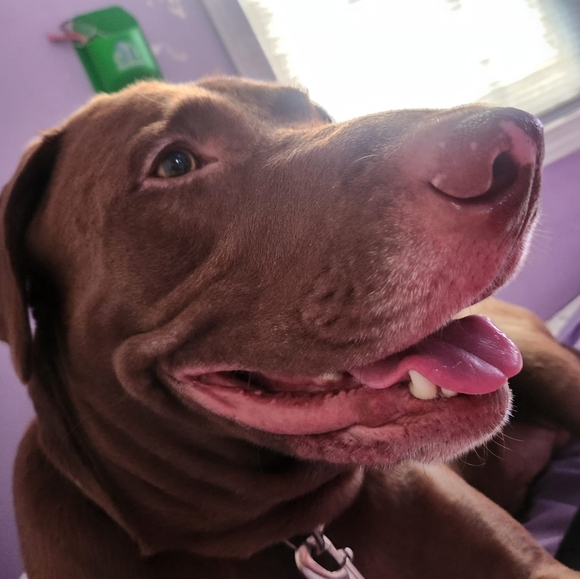 Meet your Posher, Scooby - Picture 2 of 2